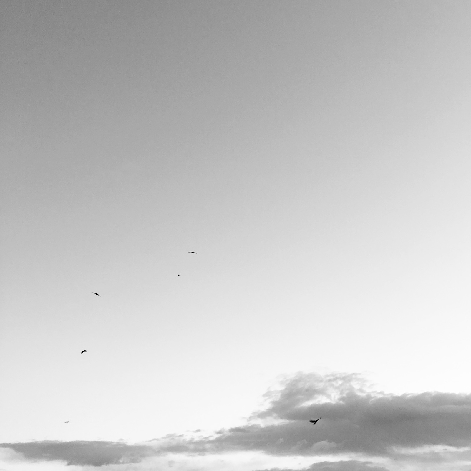 Fragments of a Distant Sky single artwork. Greyscale photograph of birds flying in cloudy sky.