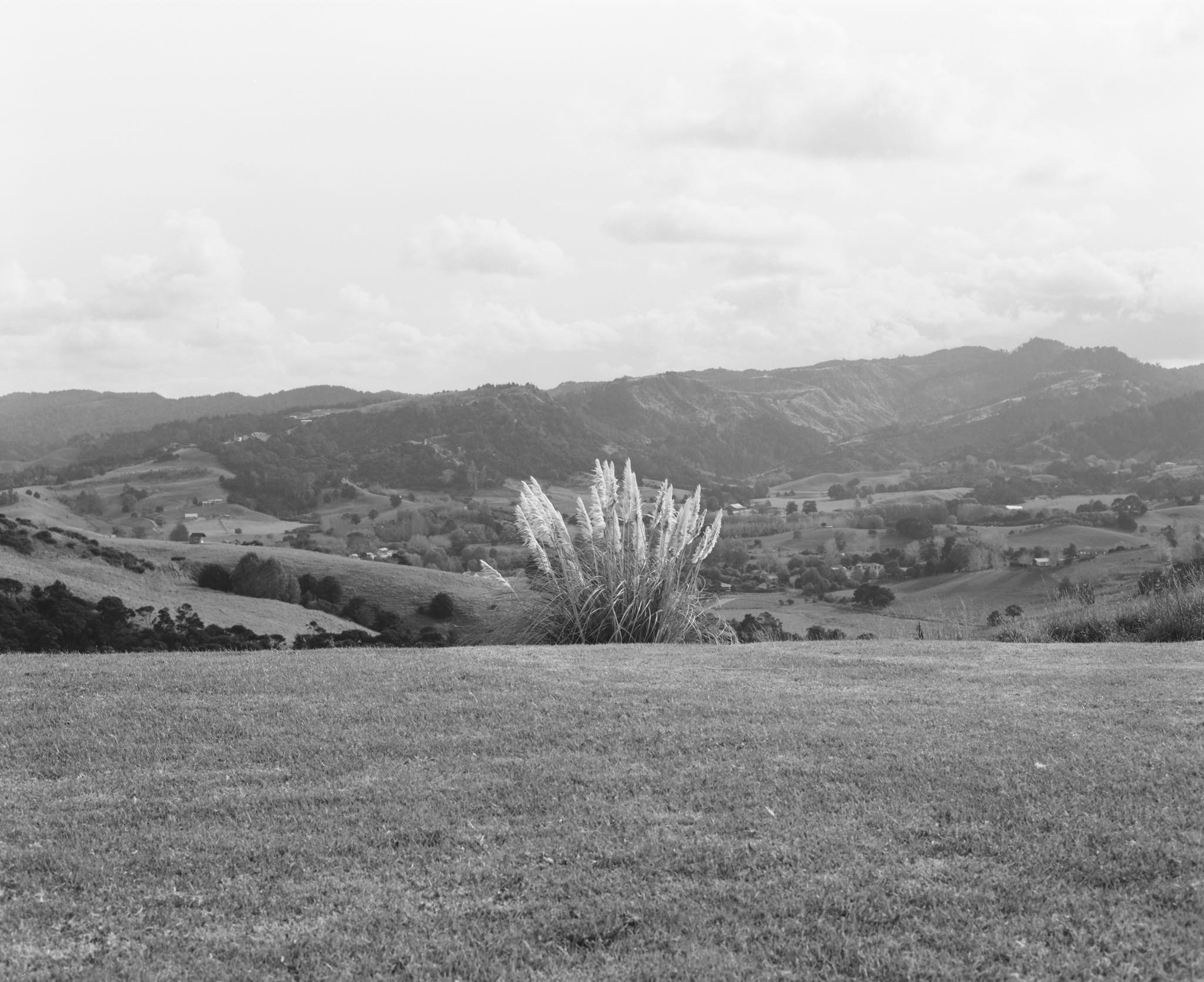 black and white photography of toetoe plant in front of valley and range of hills