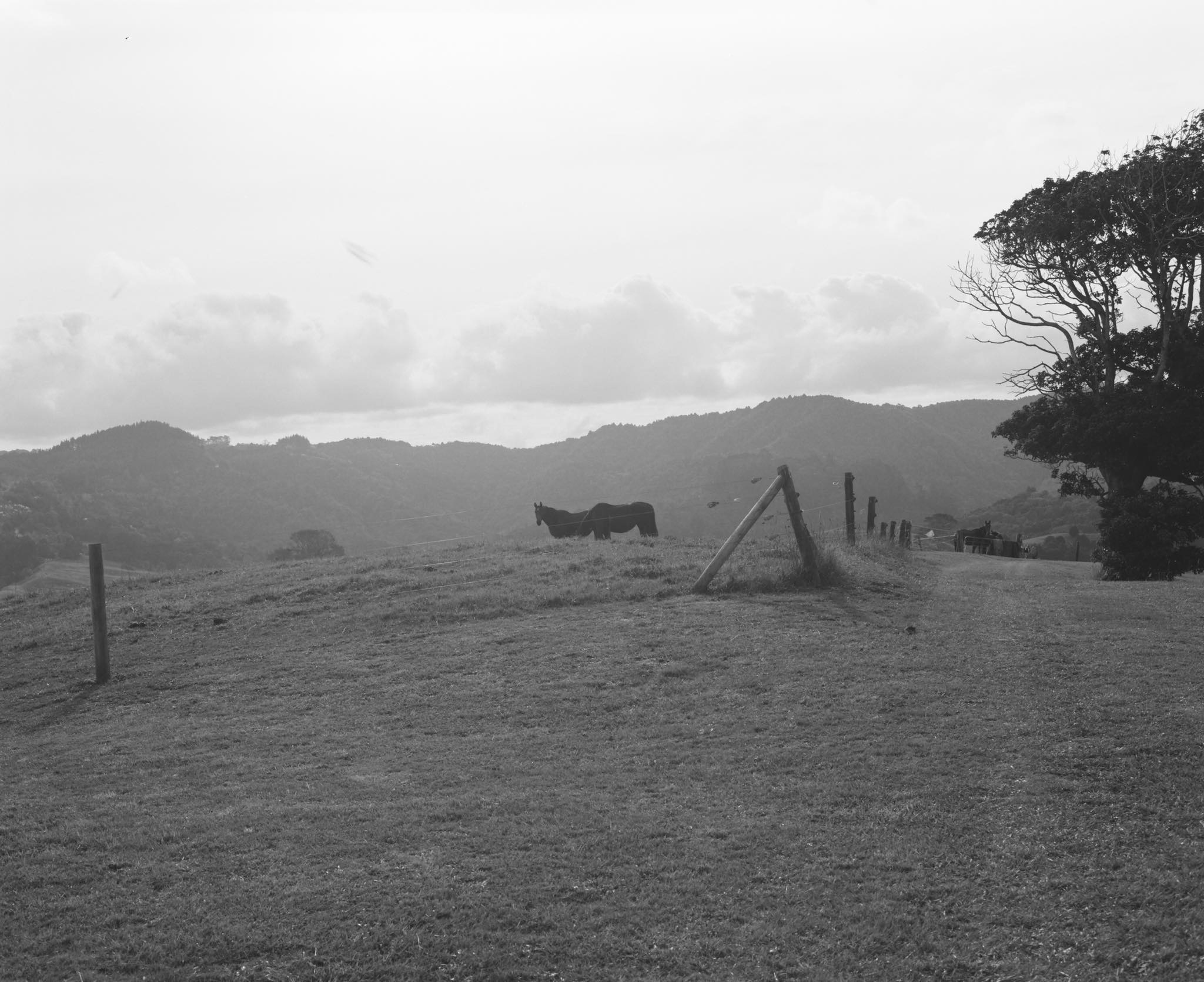 horses grazing in hilltop paddocks